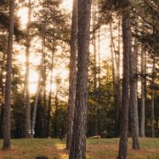 Pineta